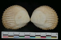 藏品(黃邊鳥尾蛤)的圖片